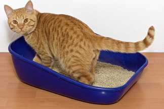 Quelle litière dois-je choisir pour mon chat ?
