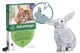Anti puce lapin, advantage : traitement efficace