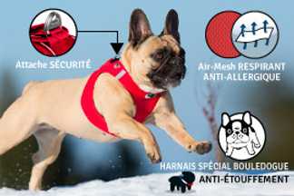 Harnais Bouledogue français : anti-étouffement !