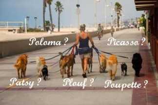 Nom de chien en p, lettre chien 2019, prénom chien en p
