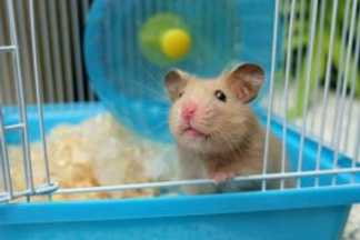 Cage Hamster, conseil d'achat !