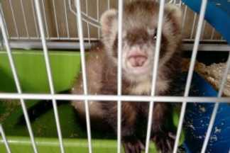 Cage pour furet, Conseil d'achat !