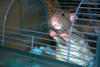 Cage pour rat, Conseil d'achat !