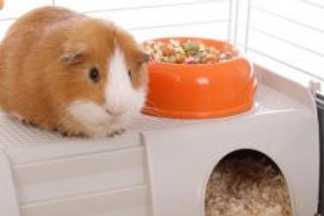 Cage pour cochon d'Inde, Conseil d'achat !