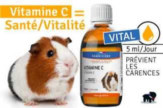 Vitamine C cochon d'Inde, Dosage, Prix, Efficacité !