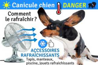 Canicule chien, Comment rafraîchir un chien !