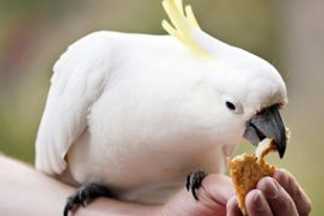 Que mange un perroquet ? alimentation perroquet, nourriture