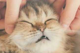 Anti stress chat naturel, calmer un chat, anxieux, haletant