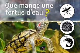 Que mange une tortue d'eau ? alimentation tortue d'eau