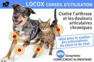 Locox : Articulation chien, Traitement ! Résultat, Prix