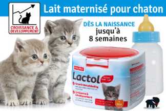 Lait pour chaton : âge, biberon, conseil d'utilisation !