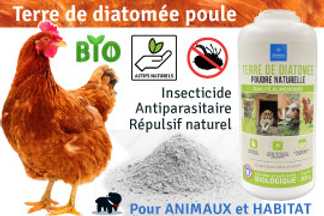Terre de diatomée pour la poule, tous nos conseils d'utilisation !