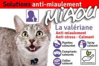 Miaulement, chat qui miaule la nuit, tout le temps, stop !