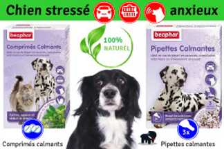 Chien stressé, anxieux, solutions anti stress !