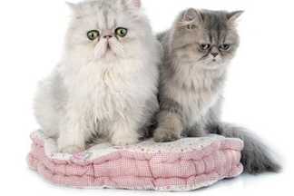 Chat persan, toilettage et soins.