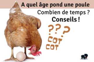A quel age pond une poule, combien de temps, conseil !