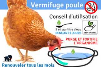 Vermifuge poule : Tous nos conseils, utilisation et précaution !