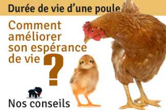 Durée de vie d'une poule, espérance de vie, conseils !