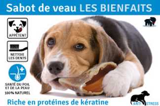 Sabot de veau pour chien, conseil d'utilisation !