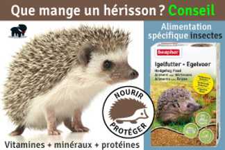Que mange un hérisson : Nourriture hérisson, conseil !