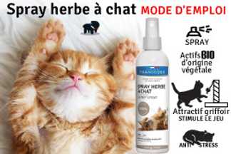 Spray herbe à chat, conseil d'achat, à partir de 5.99 €