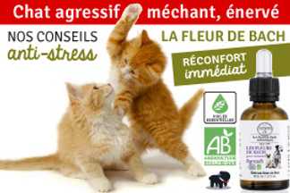 Chat agressif, méchant, énervé : nos conseils !