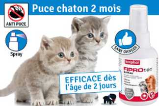 Puce chaton 2 mois : efficacite, sans danger !