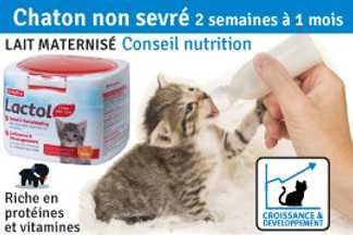 Chaton : 2 et 3 semaines à 1 mois : chaton non sevré ?