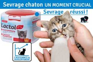 Sevrage chaton : Un moment important !