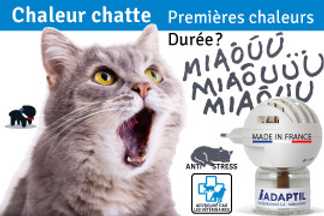 Chaleur chat : durée, première chaleur chat femelle
