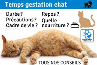 Temps gestation chat : durée et précaution !