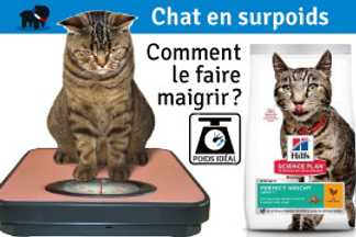 Comment faire maigrir un chat, surpoids ! 