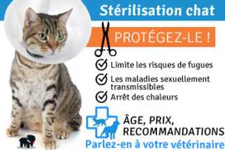 Stérilisation chat : à quel âge ! Et pourquoi stériliser !