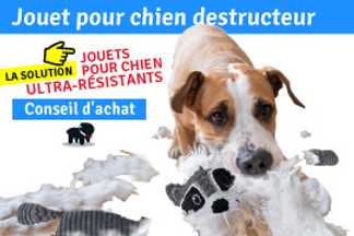 Jouet pour chien destructeur : Conseil d'achat !