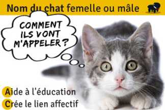 Nom de chat : Prénom chat femelle & mâle !