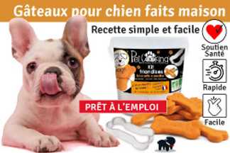 Recette Gâteau pour chien, maison, Simple & Facile !