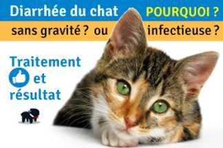 Mon chat à la diarrhée ! Quel traitement pour la diarrhée du chat ?