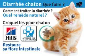 Mon chaton à la diarrhée ! Que faire ? Quel traitement naturel ?