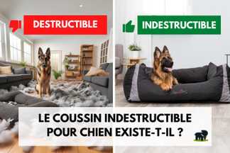 Le coussin chien indestructible existe-t-il ?