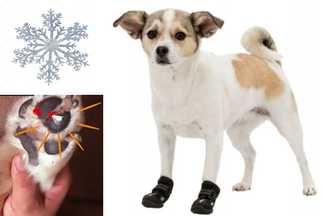 Chaussure neige chien : Chausson ! protection anti neige