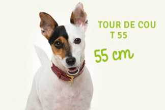 Choisir la bonne taille de collier pour mon chien ?
