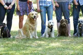 Comment éduquer et dresser son chien ? A qui s’adresser ?