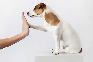 Dressage chiot. N’attendez pas pour commencer ! Nos conseils.