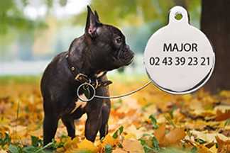 Médaille chien gravée ou puce électronique ?