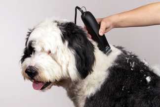 Tondeuse pour chien professionnelle : laquelle choisir ?