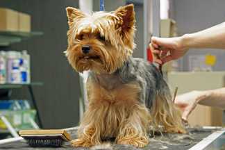 Comment tondre un chien : conseil pratique