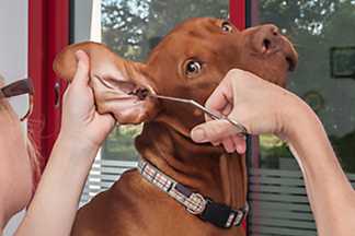 Comment nettoyer les oreilles de son chien ?