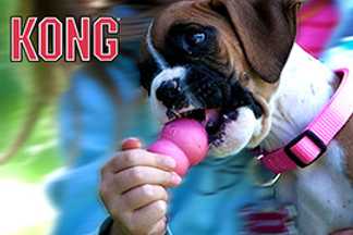 Kong chien : numéro 1 des jouets pour chien