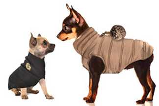 Vêtement Chihuahua : manteau ou pull ?