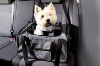 Transport chien voiture : nos conseils de sécurité